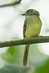 Slaty-capped Flycatcher, Otún-Quimbaya, Risaralda, Colombia, April 2012 - click for larger image