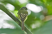 Slaty-capped Flycatcher, Otún-Quimbaya, Risaralda, Colombia, April 2012 - click for larger image