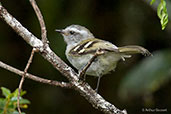 White-banded Tyrannulet, Chingaza NP, Cundinamarca, Colombia, April 2012 - click for larger image