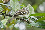 White-banded Tyrannulet, Chingaza NP, Cundinamarca, Colombia, April 2012 - click for larger image