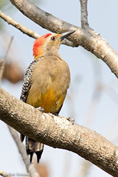 Golden-fronted Woodpecker, Antigua, Guatemala, March 2015 - click for larger image