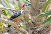 Golden-fronted Woodpecker, Roatan, Honduras, March 2015 - click for larger image