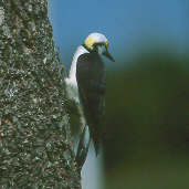 Male White Woodpecker, Emas, Goiás, Brazil, April 2001 - click for larger image