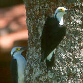 White Woodpecker, Emas, Goiás, Brazil, April 2001 - click for larger image