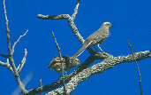 Chalk-browed Mockingbird, Emas, Goiás, Brazil, April 2001 - click for larger image