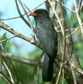 Black-fronted Nunbird, Caseara, Tocantins, Brazil, January 2002 - click for larger image