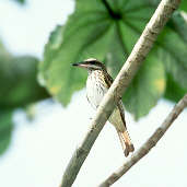 Streaked Flycatcher, Marchantaria Island, Amazonas, Brazil, July 2001 - click for larger image