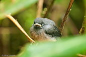 Fledgling Slate-throated Redstart, Cerro Montezuma, Tatamá, Risaralda, Colombia, April 2012 - click for larger image