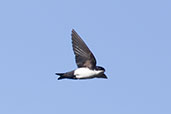 Blue-and-white Swallow, Guacamayos Ridge, Napo, Ecuador, November 2019 - click for larger image
