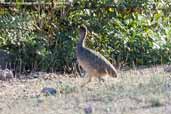 Ornate Tinamou, Putre, Chile, February 2007 - click for larger image