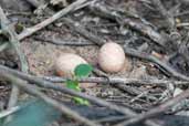  Pauraque nest and eggs, Jeremoabo, Bahia, Brazil, March 2004 - click for larger image