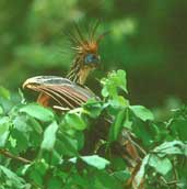 Hoatzin, Caseara, Tocantins, Brazil, January 2002 - click for larger image