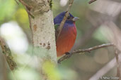 Painted Bunting, Tikal, Guatemala, March 2015 - click for larger image
