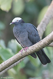 White-crowned Pigeon, Roatan, Bay Islands, Honduras, March 2015 - click on image for a larger view
