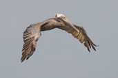 breeding Brown Pelican, Cayo Coco, Cuba, February 2005 - click on image for a larger view