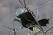 White-winged Guan, Chaparri, Lambayeque, Peru, October 2018 - click for larger image