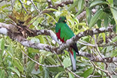 Crested Quetzal, Baeza, Napo, Ecuador, November 2019 - click for larger image