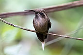 Dusky-throated Hermit, Intervales, Sao Paulo, Brazil, October 2022 - click for larger image