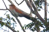 Squirrel Cuckoo, Boa Nova, Bahia, Brazil, July 2002 - click for larger image