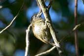 Female Golden-spangled Piculet, Murici, Alagoas, Brazil, March 2004 - click for larger image