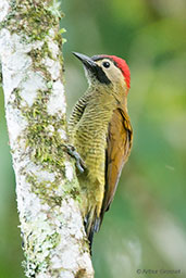 Female Golden-olive Woodpecker, Otún-Quimbaya, Risaralda, Colombia, April 2012 - click for larger image