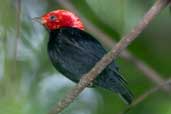 Male Red-headed Manakin, Murici, Alagoas, Brazil, March 2004 - click for larger image