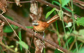 Hoary-throated Spinetail, Roraima, Brazil, July 2001 - click for larger image