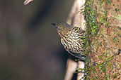 Spotted Barbtail, Santa Marta Mountains, Magdalena, Colombia, April 2012 - click for larger image