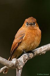 Cinnamon Flycatcher, Santa Marta Mountains, Magdalena, Colombia, April 2012 - click for larger image