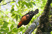Red-ruffed Fruitcrow, Otun-Quimbaya, Risaralda, Colombia, April 2012 - click for larger image