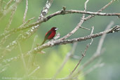 Crimson-backed Tanager, Minca, Magdalena, Colombia, April 2012 - click for larger image