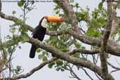 Toco Toucan, Pantanal, Mato Grosso, Brazil, December 2006 - click for larger image