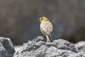 Male  Greater Yellow-finch, Cajon del Maipo, Chile, November 2005 - click for larger image