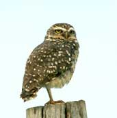 Burrowing Owl, Jaborandi, Bahia, Brazil, February 2002 - click for larger image