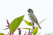 Male Yellow-bellied Seedeater, Otun-Quimbaya, Risaralda, Colombia, April 2012 - click for larger image