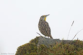 Eastern Meadowlark, Chingaza, Cundinamarca, Colombia, April 2012 - click for larger image