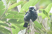 Beryl-spangled Tanager, Rio Blanco, Caldas, Colombia, April 2012 - click for larger image