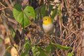Yellow-headed Warbler, Soplillar, Zapata Swamp, Cuba, February 2005 - click on image for a larger view