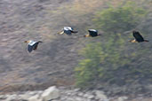 Black-faced Ibis, Lago Tinajones, Lambayeque, Peru, October 2018 - click for larger image