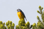 Male Blue-and-yellow Tanager, Urupema, Santa Catarina, Brazil, October 2022 - click for larger image