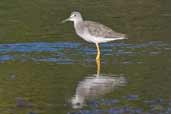 Greater Yellowlegs, Caulin, Chiloe, Chile, November 2005 - click on image for a larger view