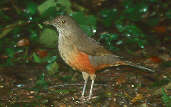 Rufous-bellied  Thrush, Curitiba, Paraná, Brazil, July 2001 - click for larger image