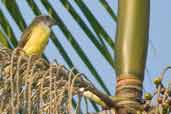 Sulphury Flycatcher, Manaus, Amazonas, Brazil, July 2004 - click for larger image