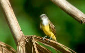 Sulphury Flycatcher, Roraima, Brazil, July 2001 - click for larger image