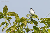 Eastern Kingbird, Otun-Quimbaya, Risaralda, Colombia, April 2012 - click for larger image
