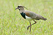 Southern Lapwing, Otun-Quimbaya, Risaralda, Colombia, April 2012 - click for larger image
