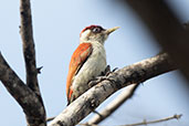 Scarlet-backed Woodpecker, Bosque de Pomac, Lambayeque, Peru, October 2018 - click for larger image