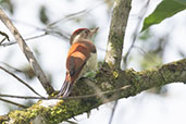 Scarlet-backed Woodpecker, Rio Mindo, Mindo, Ecuador, November 2019 - click for larger image