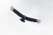 Andean Condor, Torres del Paine, Chile, December 2005 - click for larger image