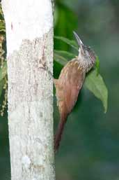 Buff-throated Woodcreeper, Borba, Amazonas, Brazil, August 2004 - click for larger image